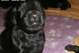 Flat coated retriever s PP